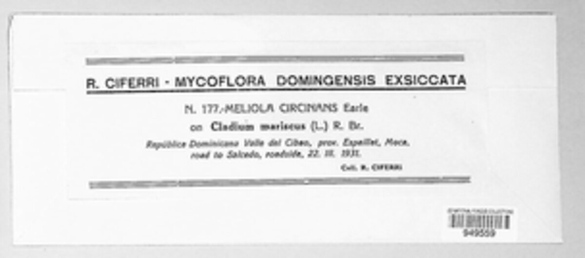 Setameliola circinans image